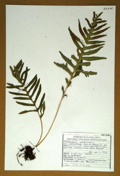 Polypodium cambricum L. subsp. serrulatum (Sch ex Arcong) Pic.Ser.