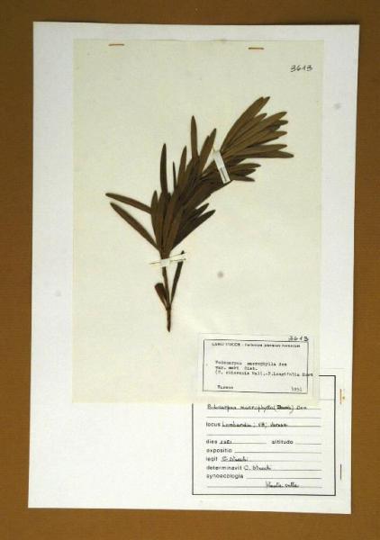 Podocarpus macrophylla Don var. maki Sieb.
(= P. chinensis Wall; = P. longifolia Hort.)