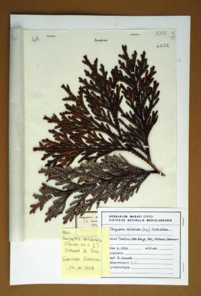 Thujopsis dolabrata (Sieb. & Zucc.) f. variegata