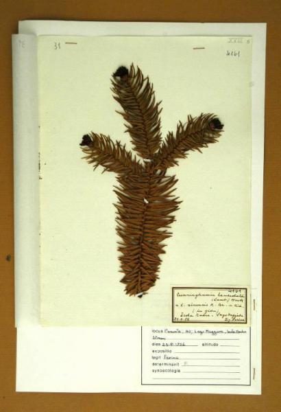 Cunninghamia lanceolata (Lamb.) Hook
(= C. sinensis R.Br. in Rich.)