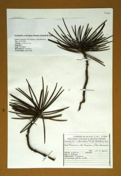 Sciadopitys verticillata (Thunb.) Sieb.& Zucc.