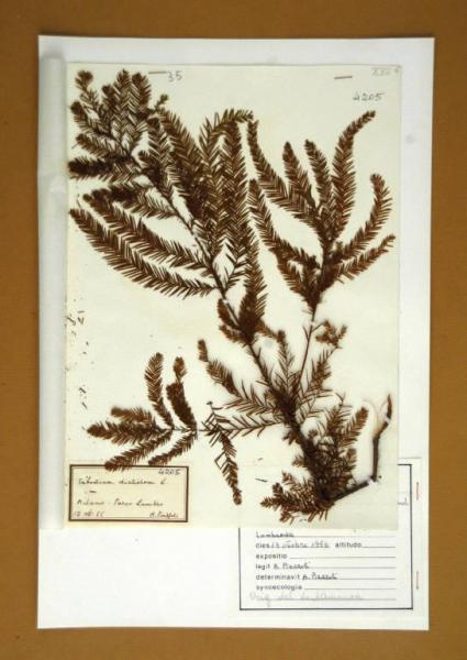 Taxodium distichum L.