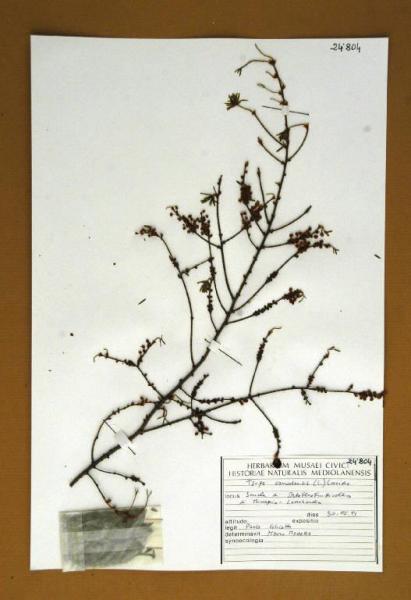 Tsuga canadensis (L.) Carr.