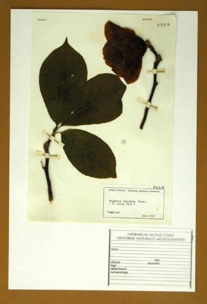 Magnolia denudata Desr.
(= M. yulan Desf.)