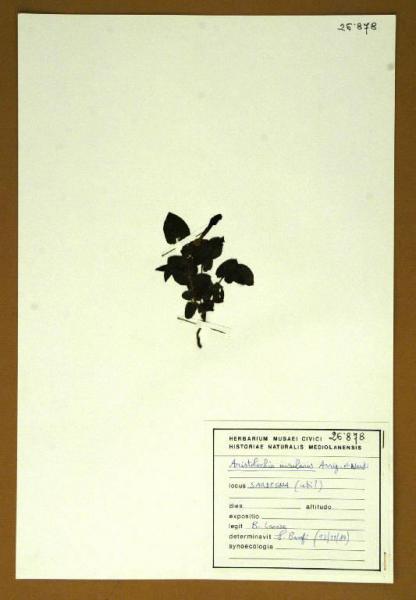Aristolochia insularis Arrig. et Nardi
