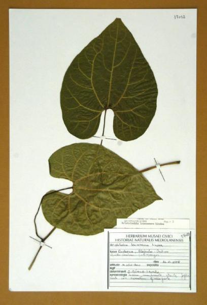 Aristolochia leuconeura Linden