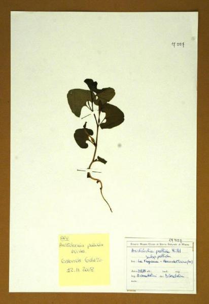 Aristolochia pallida Willd. subsp. pallida