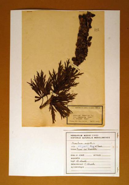 Aconitum napellus L. var. compactum Rchb. f. grignae Gàyer