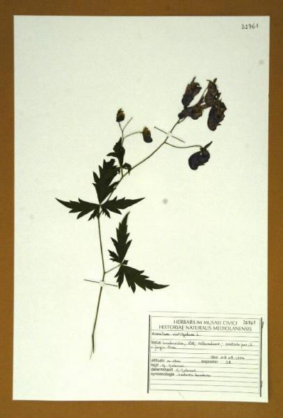 Aconitum variegatum L.