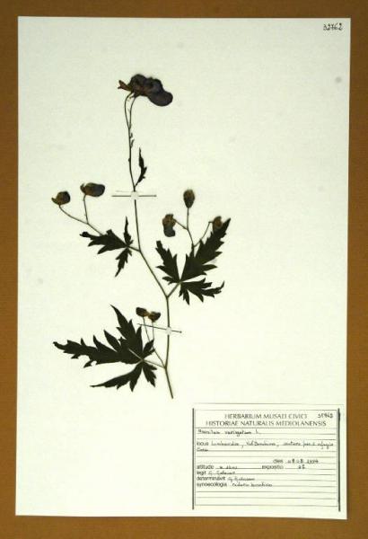 Aconitum variegatum L.