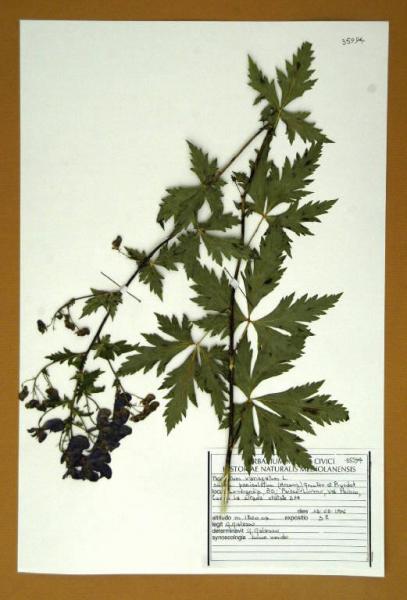 Aconitum variegatum L. subsp. paniculatum (Arcang.) Greuter et Burdet