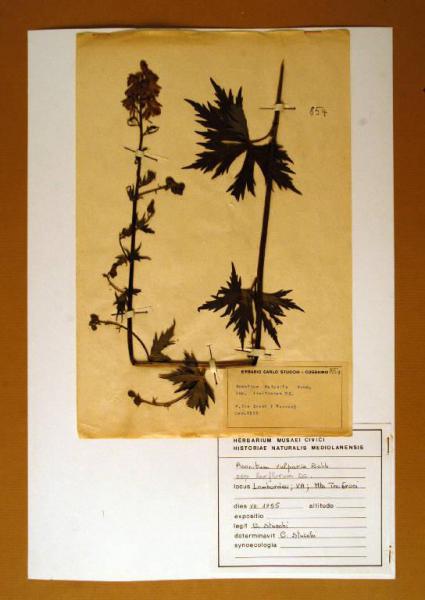 Aconitum vulparia Rchb. ssp. laxiflorum DC.