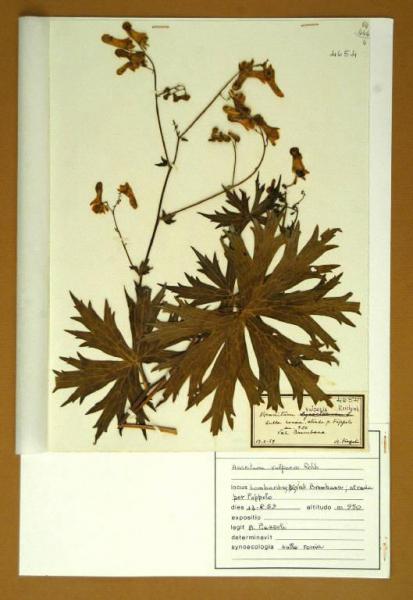 Aconitum vulparia Rchb.