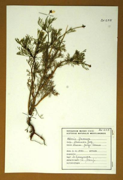 Adonis flammea ssp. flammea Jacq.