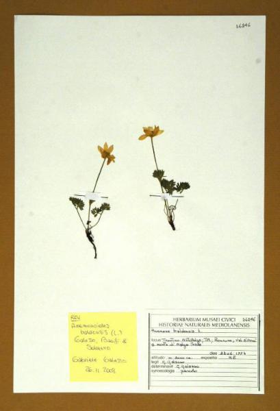 Anemone baldensis L.