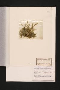 Selaginella denticulata Spring. + Selaginella selaginoides Link