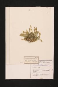 Selaginella selaginoides Link