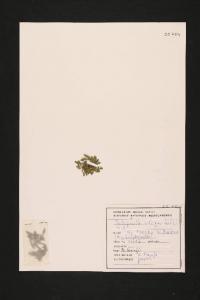 Selaginella selaginoides (L.) Link