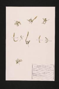 Selaginella selaginoides (L.) Schrank et Martius