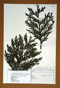 Thujopsis dolabrata (Thunb. ex L.f.) Siebold & Zucc.