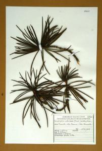 Sciadopitys verticillata (Thunb.) Sieb.& Zucc.