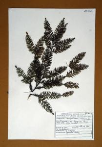 Sequoia sempervirens (Lamb.) Endl.