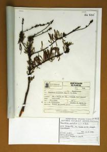 Taxodium distichum (L.) L.C.Rich.
