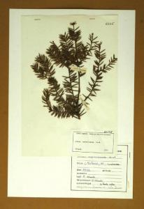 Abies cephalonica Link.
