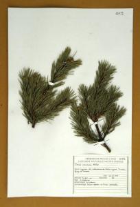 Pinus uncinata Miller