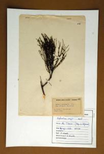Ephedra nebrodensis Tin. subsp. Villarsii Gr.& God.