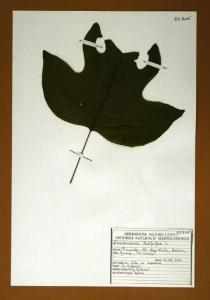 Liriodendron tulipifera L.