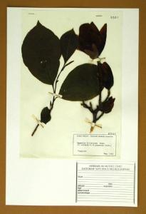 Magnolia liliiflora Desr.
(=M. obovata W.; = M. purpurea Curt.)