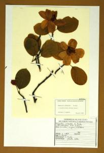 Magnolia sieboldii K.Koch
(= M. parviflora Sieb. & Zucc.)
