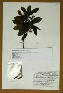Magnolia stellata (Siebold & Zucc.) Maxim.
