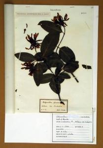 Calycanthus floridus L.