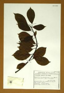 Cinnamomum camphora (L.) Presl.