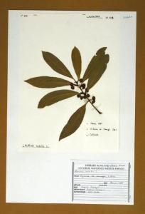 Laurus nobilis L.