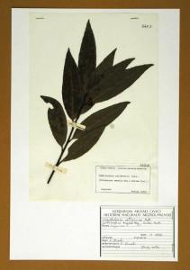 Umbellularia californica Nutt.
(= Oreodaphne regalis Reg.; = Ocotea Hort.)