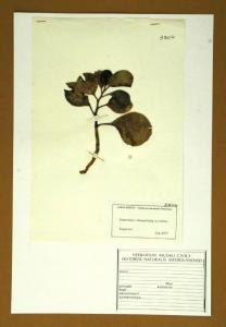 Peperomia obtusifolia A.Dietr.