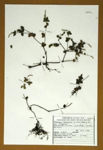 Peperomia tetraphylla (G.Forst.) Hook.& Arn. var. tetraphylla