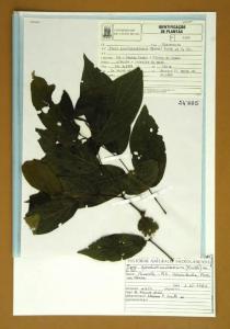 Piper gaudichaudianum (Kunth) Kunth ex C.DC.