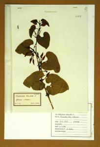 Aristolochia clematitis L.