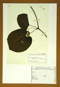 Aristolochia durior Hill.
(= A. macrophylla Lam.; = A. sipho L'Hér.)