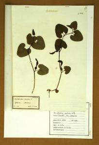 Aristolochia pallida W.