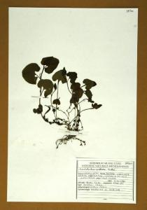 Aristolochia pallida Willd.