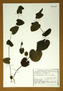Aristolochia rotunda L.
