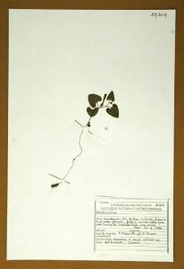 Aristolochia sp.