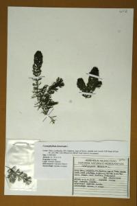 Ceratophyllum demersum L.