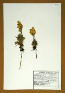 Aconitum anthora L.
