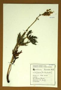 Aconitum lamarckii Rchb.